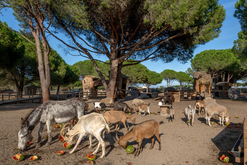 344 Camping Occitanie Le Floride Et L Embouchure Ciela Village Ferme Pedagogique