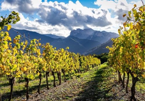 Camping Drome Ciela Village Lac Bleu activité vignobles Die