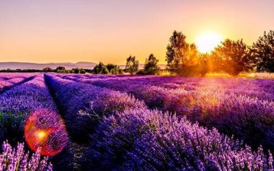 Lavande campings Ciela Village Provence