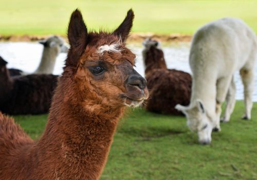 Des lamas et alpagas en extérieur au parc animalier de Lussas à proximité du camping Le Pommier - Ciela Village à Villeneuve de Berg en Ardèche
