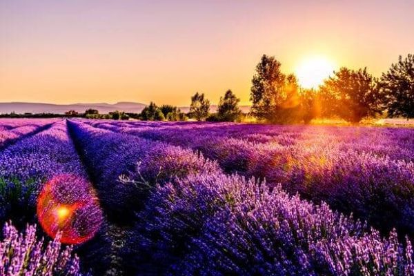 Lavande campings Ciela Village Provence