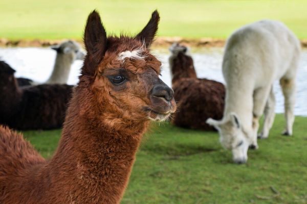Des lamas et alpagas en extérieur au parc animalier de Lussas à proximité du camping Le Pommier - Ciela Village à Villeneuve de Berg en Ardèche