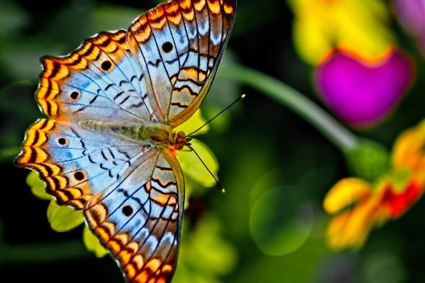 Vue sur un papillon colorée à Micropolis, Cité des Insectes près du Camping Le Caussanel - Ciela Village à Canet-de-Salars dans l'Aveyron