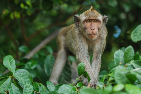 Un petit singeau parc La Forêt des Singes près du Camping Les Cigales - Ciela Village à Rocamadour dans le Lot