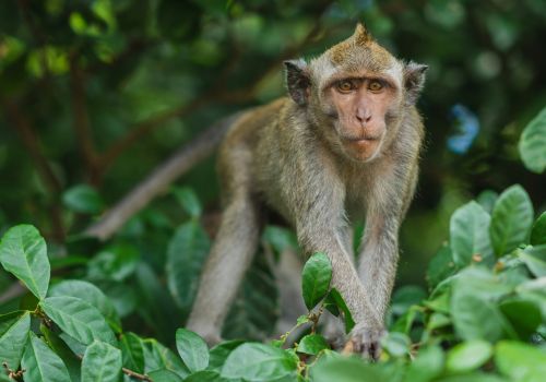 Un petit singeau parc La Forêt des Singes près du Camping Les Cigales - Ciela Village à Rocamadour dans le Lot