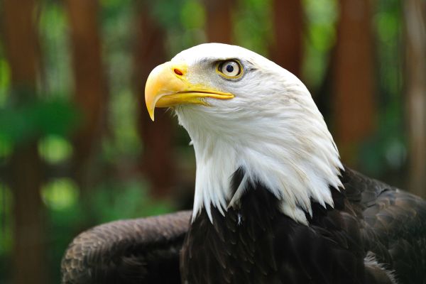Gros plan sur un aigle au Rocher des Aigles à Rocamadour à côté du camping Les Cigales - Ciela Village dans le Lot