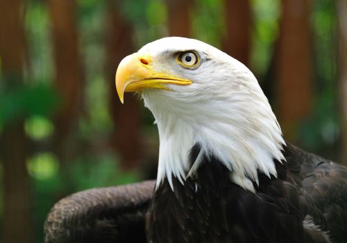 Gros plan sur un aigle au Rocher des Aigles à Rocamadour à côté du camping Les Cigales - Ciela Village dans le Lot