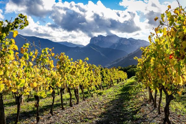 Camping Drome Ciela Village Lac Bleu activité vignobles Die