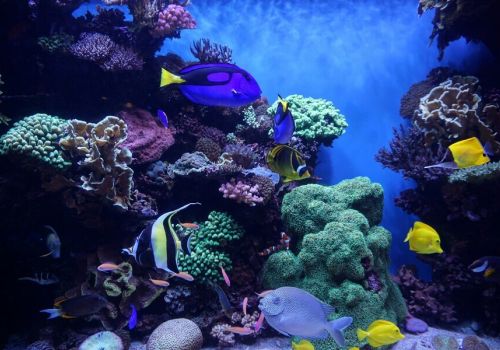 Différrentes espèces de poissons et coraux à l'Aquarium de Canet-en-Roussillon à proximité du camping Les Marsouins - Ciela Village à Argelès-sur-Mer en Occitanie