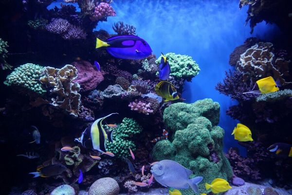 Différrentes espèces de poissons et coraux à l'Aquarium de Canet-en-Roussillon à proximité du camping Les Marsouins - Ciela Village à Argelès-sur-Mer en Occitanie