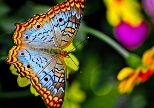 Vue sur un papillon colorée à Micropolis, Cité des Insectes près du Camping Le Caussanel - Ciela Village à Canet-de-Salars dans l'Aveyron
